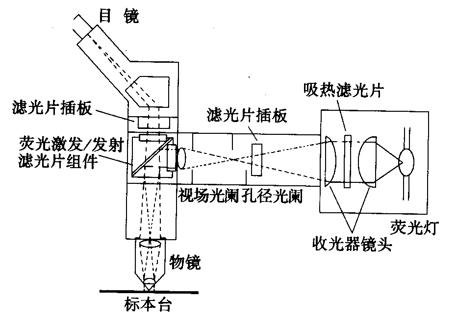 熒光顯微鏡原理圖，激發(fā)濾板和壓制濾色系統(tǒng)